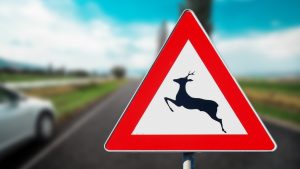 Incidente con fauna selvatica: il risarcimento danni in Lombardia