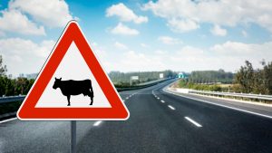 Incidenti con animali domestici e da reddito: come comportarsi